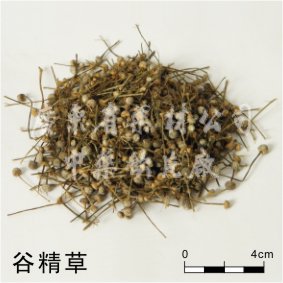 产品中心 >> 产品展示 谷精草 产品类型:普通类小包装中药饮片